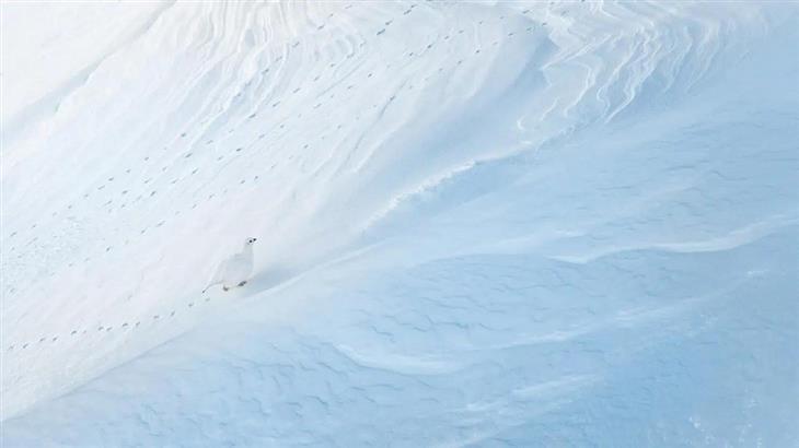 Fotos ganadoras del concurso de fotógrafo de la naturaleza de GDT 2025: Ave dejando huellas en la nieve
