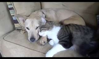 No Todo Es Odio Entre Perros y Gatos...