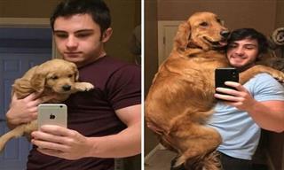 Estas Fotos De La Transformación De Perros Te Conmoverá El Corazón