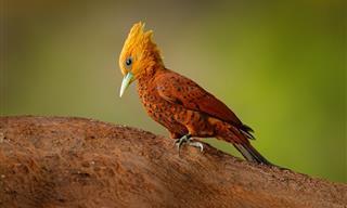 15 Fascinantes Tipos De Pájaros Carpinteros