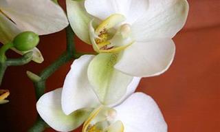 La Impecable Belleza De Las Flores Blancas