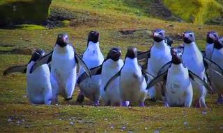 La Risa Es Contagiosa: Mira a Estos Pingüinos Tan Divertidos