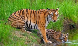 Estas Fotografías De Tigres En Primer Plano Te Dejarán Sin Aliento