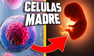 ¿Sabes Qué Son La Células Madre?