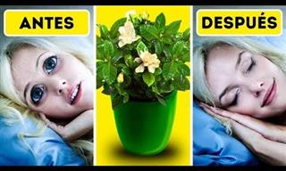 6 Plantas Que Te Ayudarán a Dormir Mejor En Tu Habitación