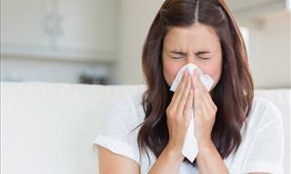 Los 8 Mejores Remedios Caseros Para La Alergia Al Polvo