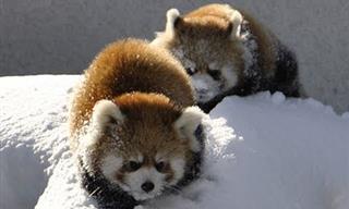 Mira Cómo Estos Pandas Rojos Disfrutan La Nieve