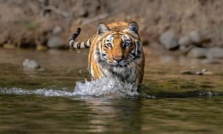 Una Colección De Fotografías De Tigres De Bengala De La India