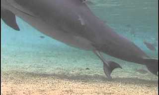 Imperdible Momento Del Parto De Un Delfín