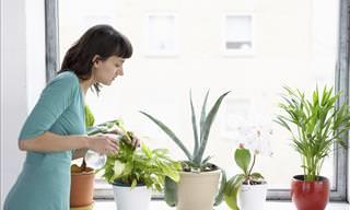 Consejos Para Que Tus Plantas Reciban La Humedad Que Necesitan