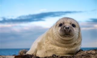 10 Especies Marinas Que Son Conocidas Por Ser Amigables Con Los Humanos