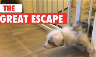 Sé Testigo Del Divertido Plan De Escape De Estas Mascotas