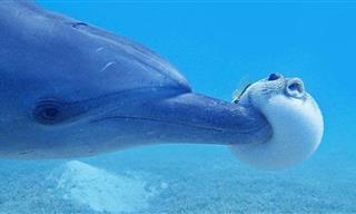 Las Reacciones Más Graciosas De Focas y Delfines