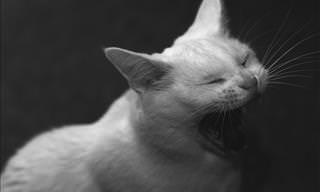 Divertidísimo: ¿Has Escuchado a Un Gato Cantando Ópera?