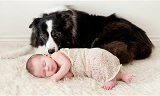 ¿Qué Puede Ser Más Adorable Que Perros Cuidando Bebés?
