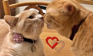 Adorable: Estos Gatos Están Tan Enamorados