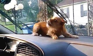 Video De Perros Ladrándole Al Parabrisas Del Auto
