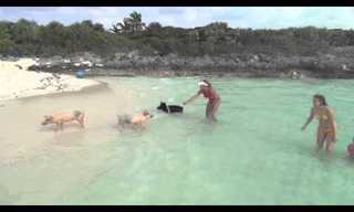 Los Cerdos También Viven En El Caribe