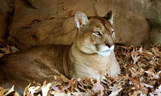 Chiste: Un Puma En Inglaterra