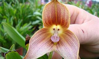 ¿Sabías Que Existían Tantos Tipos Curiosos De Orquídeas?