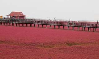 La Sorprendente Playa Roja De China…