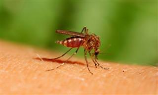 ¿Por Qué Los Mosquitos Pican Más a Unos Que a Otros?