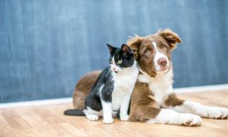 Remedios Naturales Para Eliminar Las Pulgas De Tus Mascotas