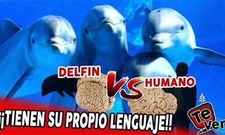 Datos Interesantes Sobre La Inteligencia De Los Delfines