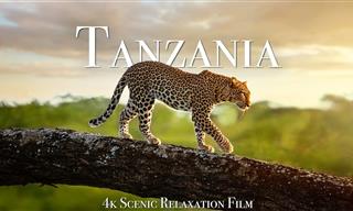 Encuentros De Cerca Con Animales Salvajes De Tanzania Filmados En 4K