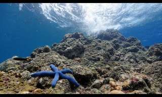 Sumérgete En Este Hermoso Arrecife y Conoce A Sus Habitantes