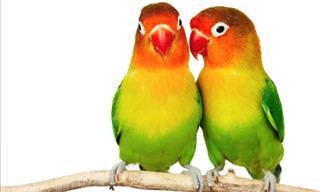 Diviértete Con Los Pájaros Más Simpáticos De Internet
