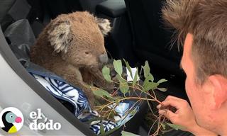 Emotivo: Koala Hambriento Le Pide Ayuda a Una Pareja