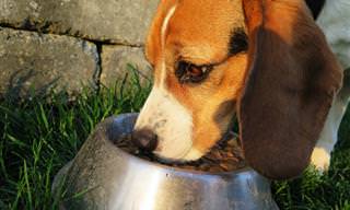 Cuida De Tu Perro: 12 Alimentos Que Nunca Debe Comer