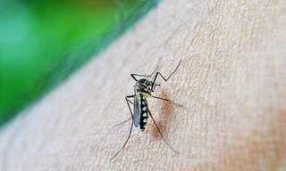 Repelentes De Mosquitos Para Preparar En Casa