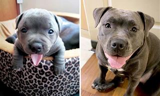 15 Adorables Fotos Del Antes y Después De Unos Cachorros