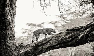 Animales Majestuosos: Un Vistazo a La Naturaleza Salvaje De Kenia