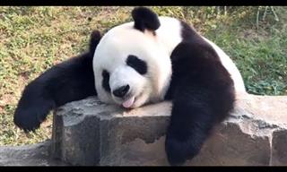 Una Hermosa Recopilación De Videos De Adorables Pandas