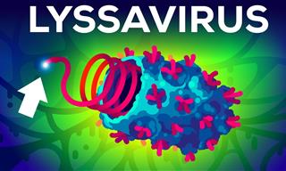 El Lyssavirus: El Virus Más Letal Conocido Por El Hombre