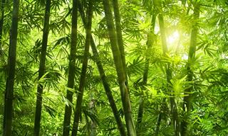 Cuentos Para Reflexionar: El Bambú Japonés