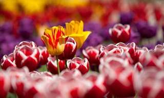 ¡La Forma Más Simple De Plantar Tulipanes!