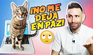 La Razón Por La Que Los Gatos Quieren Llamar Tu Atención