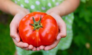 Los Beneficios Para La Salud De Los Tomates
