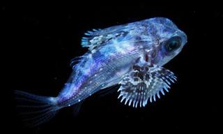 18 Asombrosas Imágenes De Microscópicas Criaturas Marinas En Su Hábitat