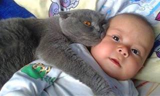 Adorable: Cuando Los Gatos Cuidan De Tus Bebés