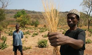Fonio: El Nutritivo Cereal Proveniente De África Occidental