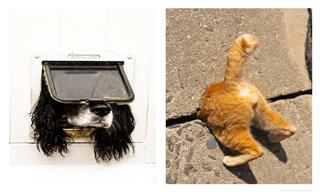 ¡Estas Fotos De Mascotas De Comedia Galardonadas No Tienen Precio!