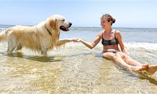 ADORABLE! El perro Golden Visita El Océano Por Primera Vez