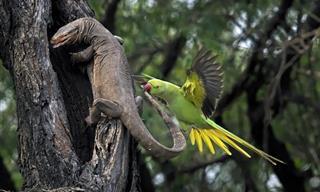 Ganadores Del Concurso Fotógrafo De Aves Del Año 2024