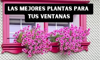 Lleva La Naturaleza a Tu Interior Con Estas Bellas Plantas Para Ventanas