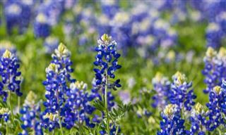 12 Plantas Nativas De Texas Que Han Florecido Con El Mínimo Esfuerzo